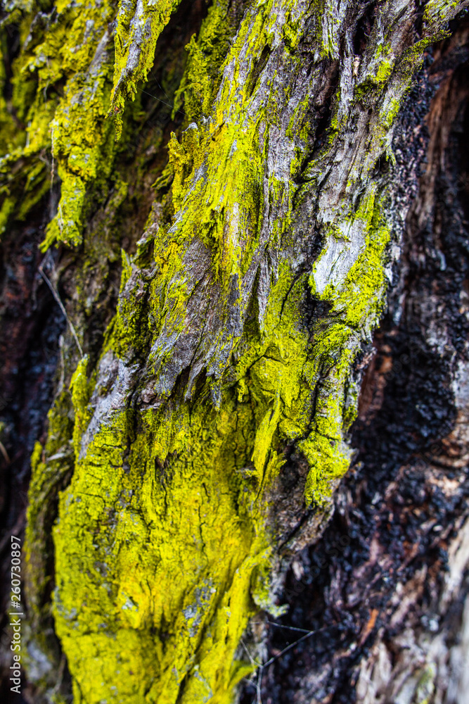 Obraz premium Moss growing on tree bark background texture overlay