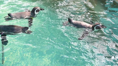 Close up swimming penguins at the sea with 4K resolution. Wildlife animals concept