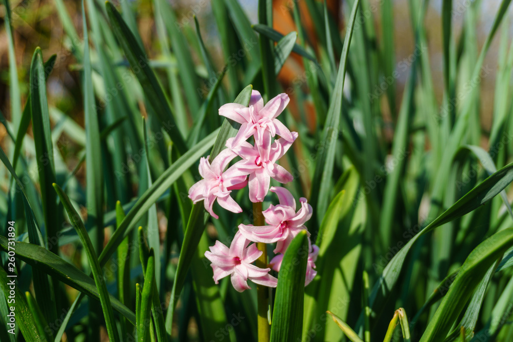 Pink hyacinth in spring garden Pink hyacinth in spring garden