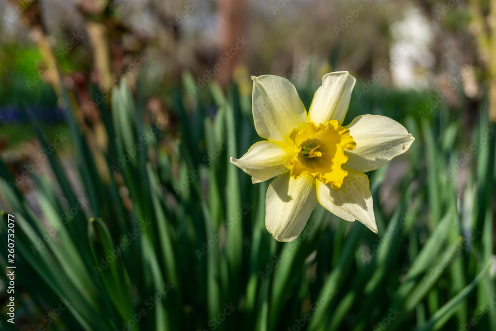 Beautiful daffodil in the spring sun Beautiful daffodil in the spring sun