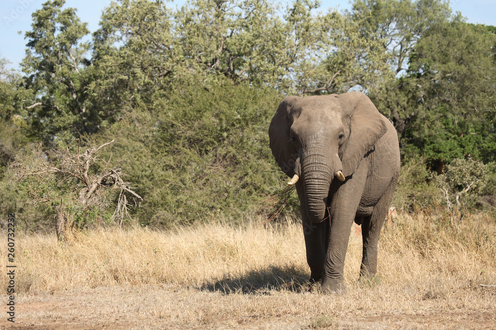 Fototapeta premium Afrikanischer Elefant / African elephant / Loxodonta africana