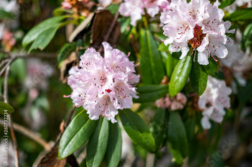 Pink Rhododendrons in bloom