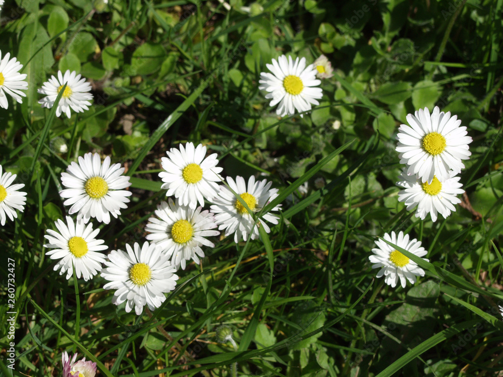 Gänseblümchen