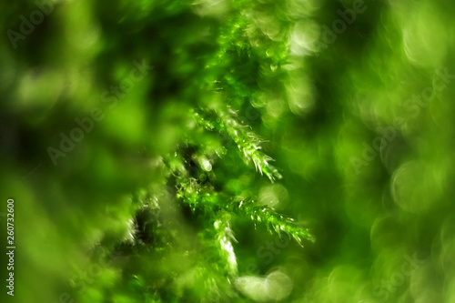 Closeup of moss shoots in blurred background