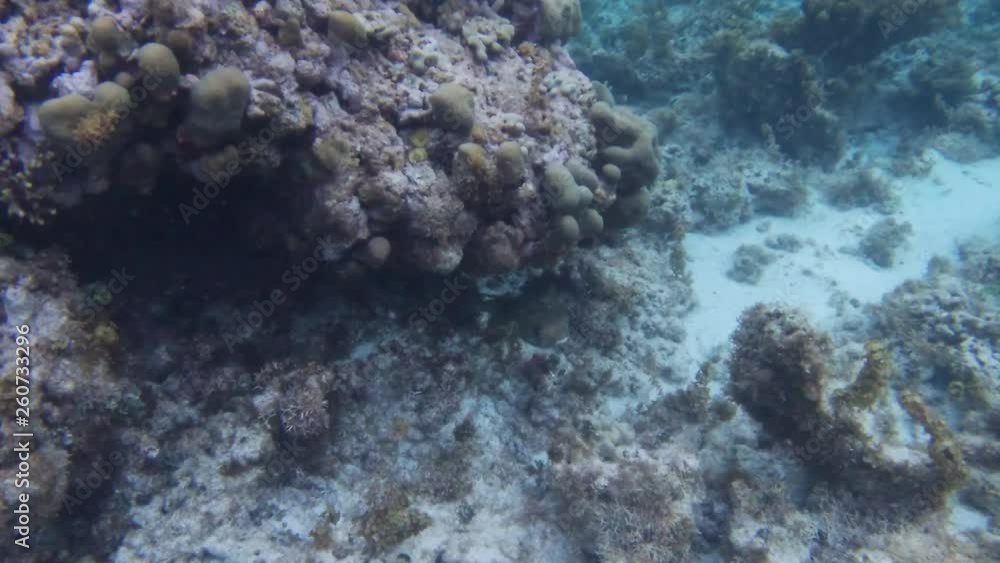 Poisson exotiques fond marin Guadeloupe France