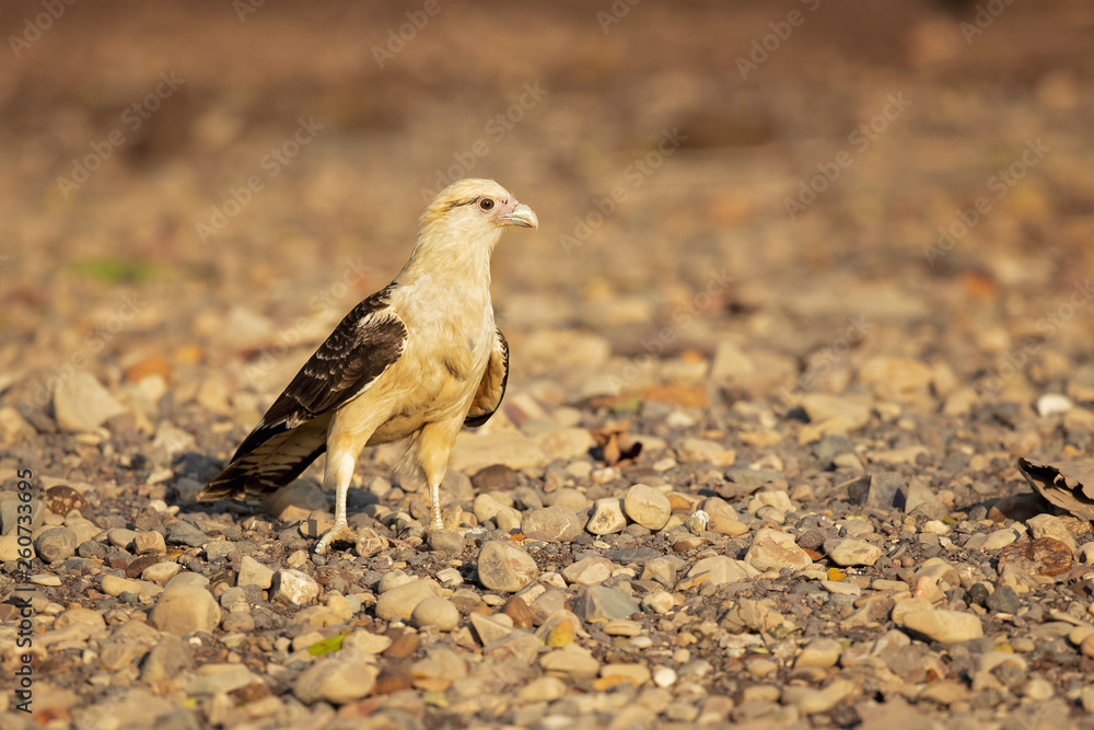 Yellow-headed caracara (Milvago chimachima) is a bird of prey in the family Falconidae. It is found in tropical and subtropical South America and the southern portion of Central America. Yellow-headed caracara (Milvago chimachima) is a bird of prey in the family Falconidae. It is found in tropical and subtropical South America and the southern portion of Central America.