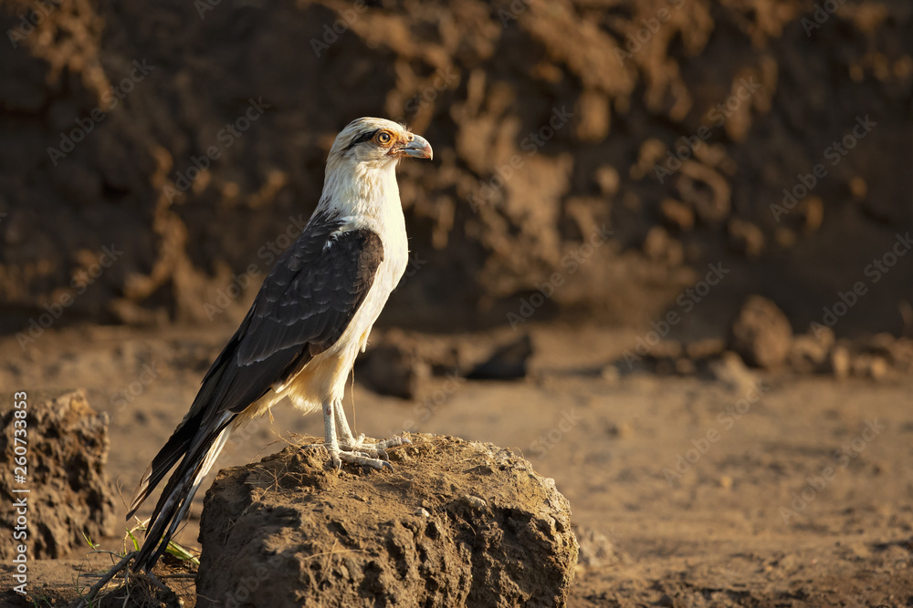 Fototapeta premium Yellow-headed caracara (Milvago chimachima) is a bird of prey in the family Falconidae. It is found in tropical and subtropical South America and the southern portion of Central America.