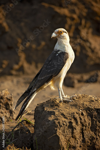 Yellow-headed caracara (Milvago chimachima) is a bird of prey in the family Falconidae. It is found in tropical and subtropical South America and the southern portion of Central America.