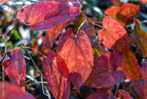 Red Epimedium leaf, ground cover
