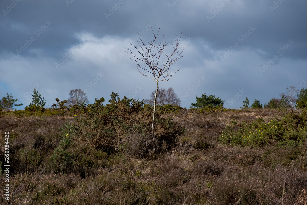 Single young tree in moorland