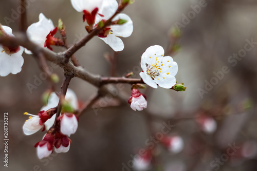 Sakura blossom background.