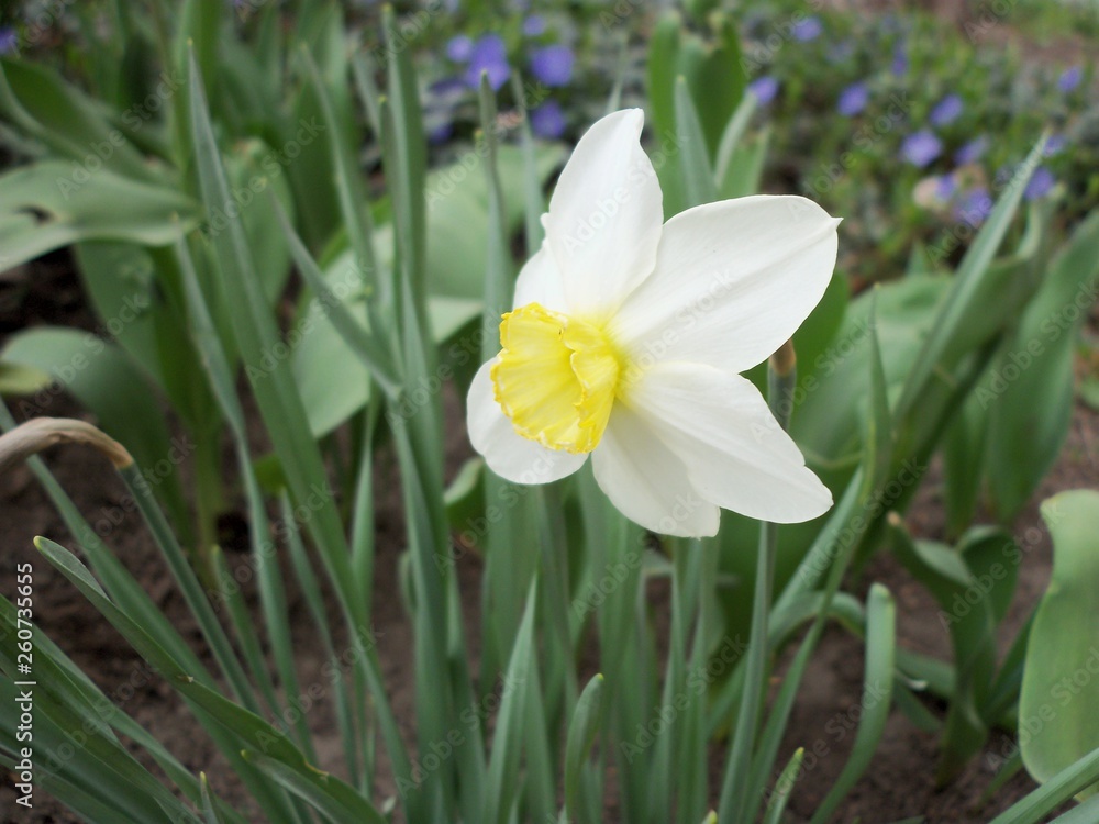 Flower Flower