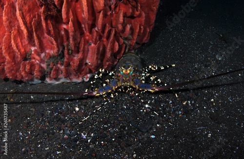 Incredible Underwater World - Ornate Spiny Lobster - Panulirus ornatus (living underneath Xestospongia testudinaria). Diving in Bali. photo