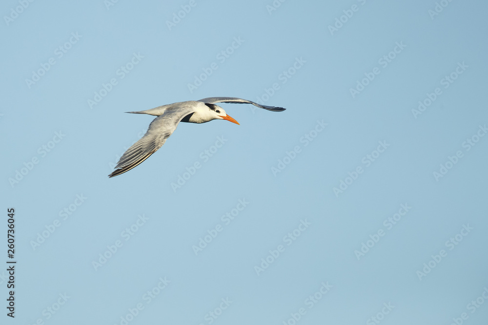 Royal tern (Thalasseus maximus) is a tern in the family Laridae. Taken in Costa Rica Royal tern (Thalasseus maximus) is a tern in the family Laridae. Taken in Costa Rica
