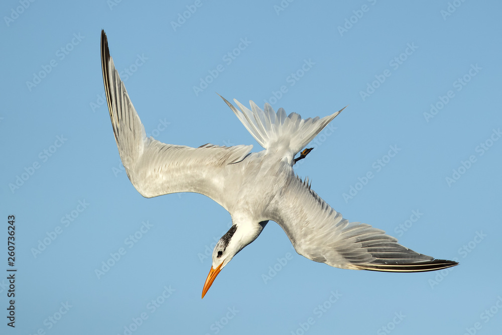 Fototapeta premium Royal tern (Thalasseus maximus) is a tern in the family Laridae. Taken in Costa Rica