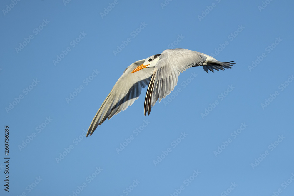 Royal tern (Thalasseus maximus) is a tern in the family Laridae. Taken in Costa Rica Royal tern (Thalasseus maximus) is a tern in the family Laridae. Taken in Costa Rica