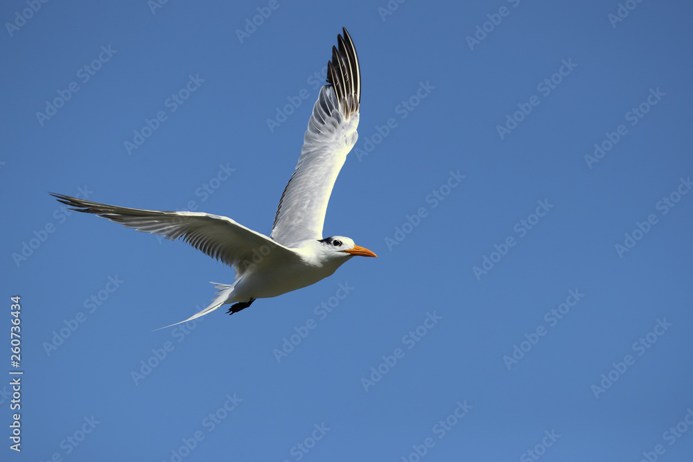 Royal tern (Thalasseus maximus) is a tern in the family Laridae. Taken in Costa Rica Royal tern (Thalasseus maximus) is a tern in the family Laridae. Taken in Costa Rica