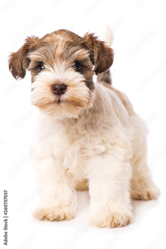 Toy schnauzer dog isolated on white background Toy schnauzer dog isolated on white background