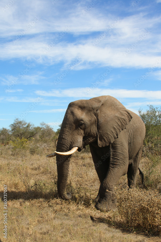 Fototapeta premium diamonds-of-nature