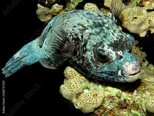 Masked Puffer (arothron diadematus). Taken in Red Sea, Egypt. photo