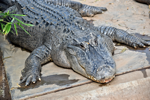 this is a close up of an american alligator