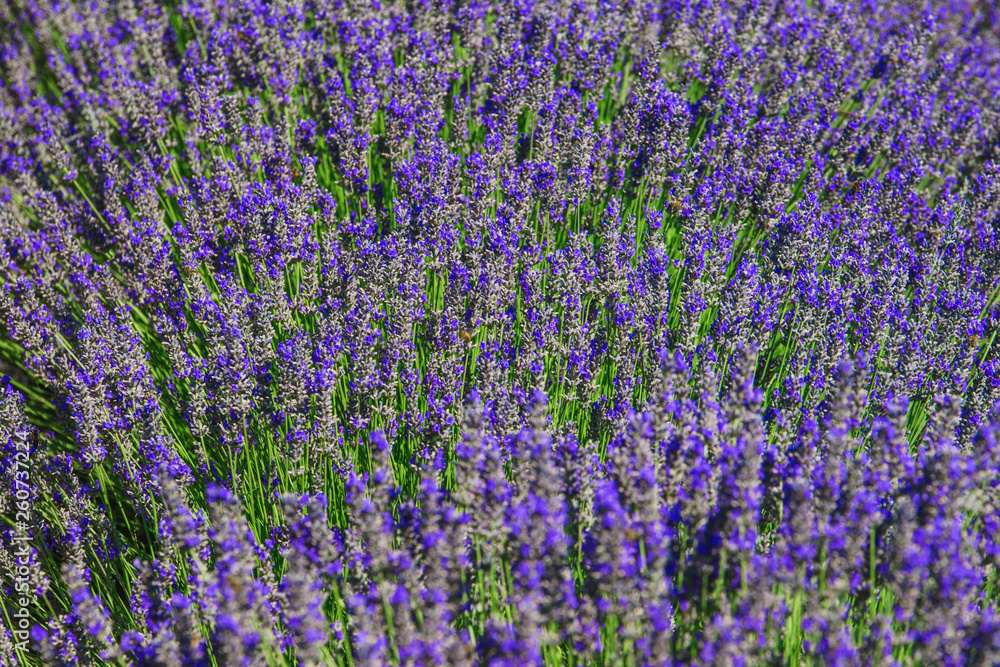 Fototapeta premium lavender field - close up