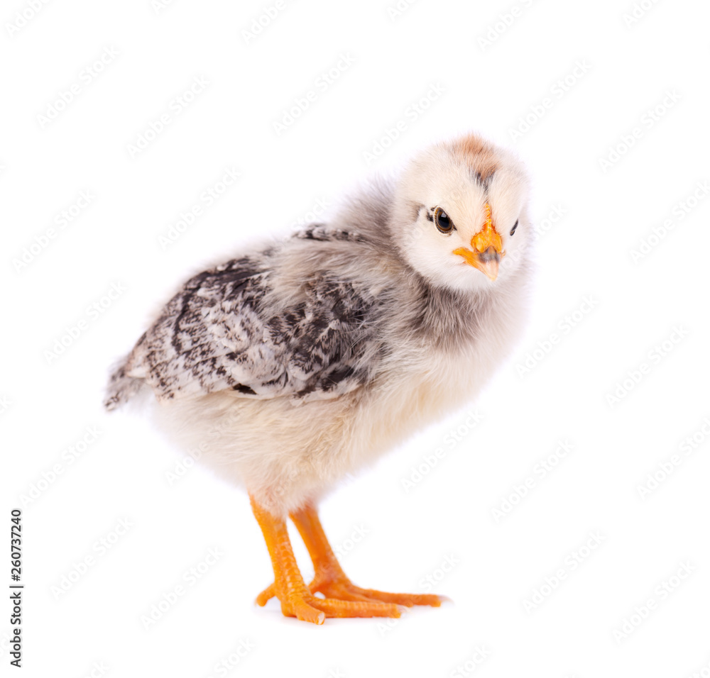 Small chicken isolated on white background. Newborn chicken with clipping path. Small chicken isolated on white background. Newborn chicken with clipping path.