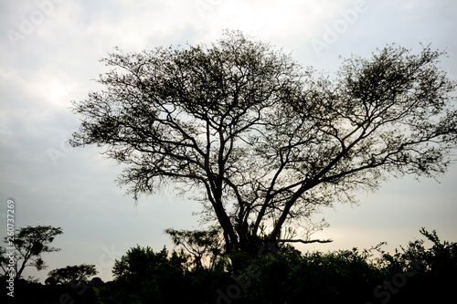 Tree in Uganda photo