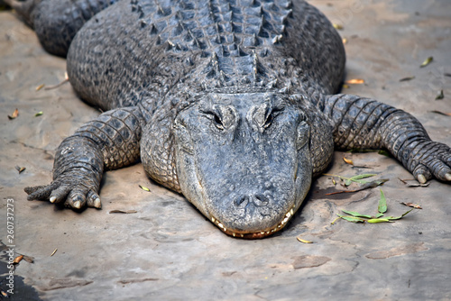 this is a close up of an american alligator