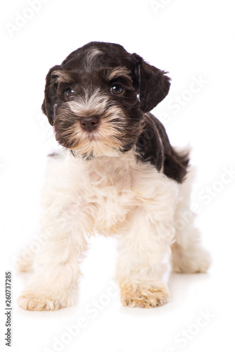 Toy schnauzer dog standing isolated on white background