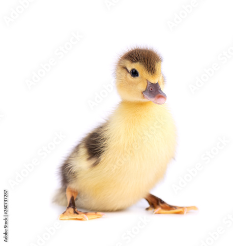 Newborn duckling isolated on white background. Duck with clipping path.