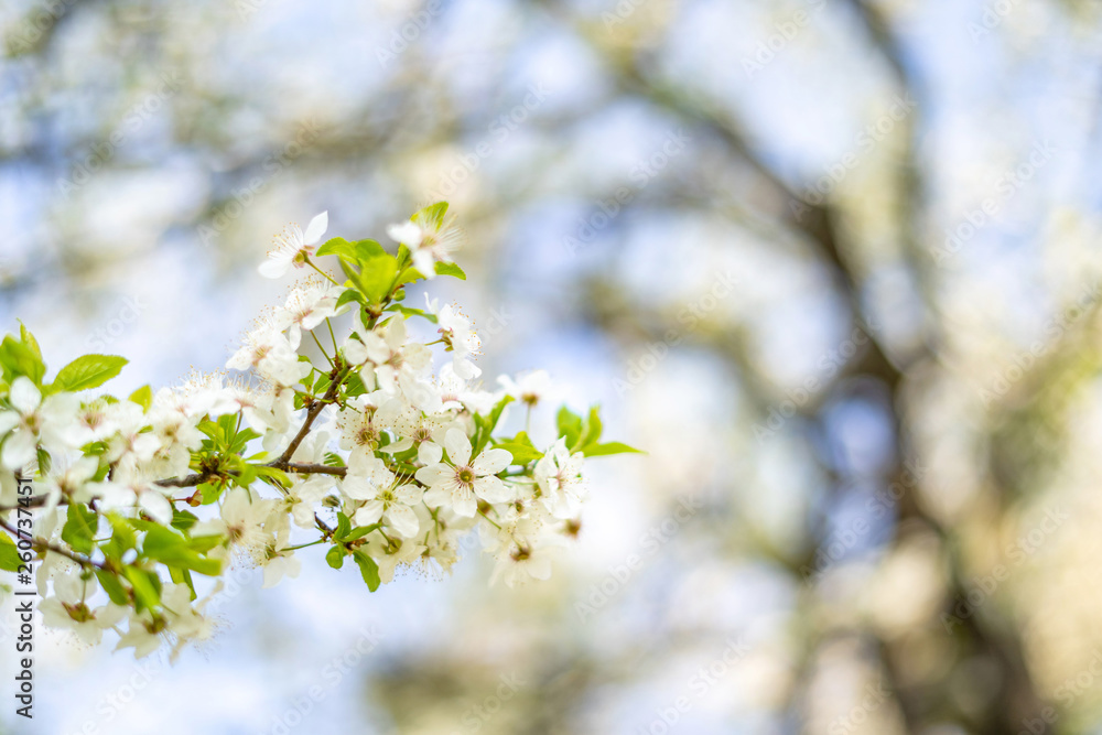 Beautiful tender tree blossom in sunny light, floral background, spring blooming flowers. Beautiful tender tree blossom in sunny light, floral background, spring blooming flowers.