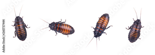 Set of isolated cockroach on white background. Closeup madagascar hissing cockroach isolated on white background. Madagascan cockroaches isolated.