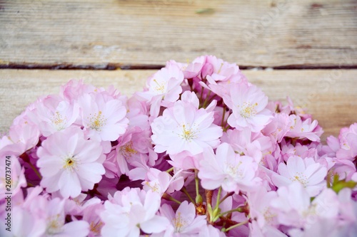 Frühling - Japanische Kirsc...