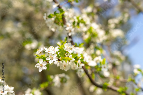 Beautiful tender tree blossom in sunny light, floral background, spring blooming flowers.