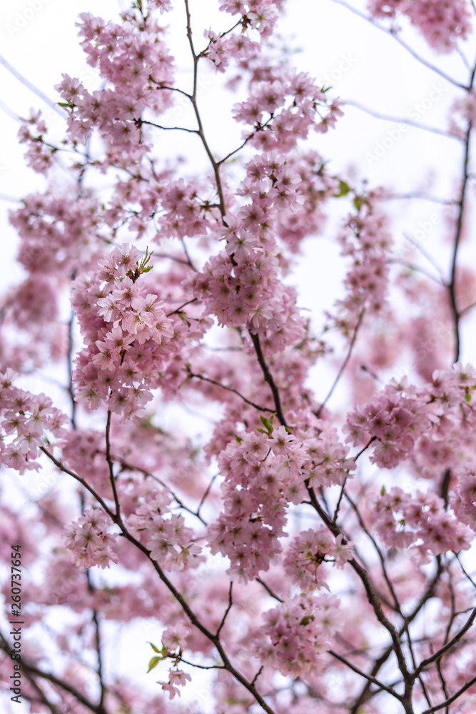 Beautiful tender tree blossom in sun light, floral background, spring blooming flowers Beautiful tender tree blossom in sun light, floral background, spring blooming flowers