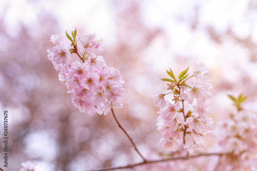 Beautiful tender tree blossom in sun light, floral background, spring blooming flowers