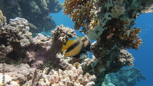 A couple of bannerfish or false moorish idol on a inctact reef in the Red Sea in Egypt