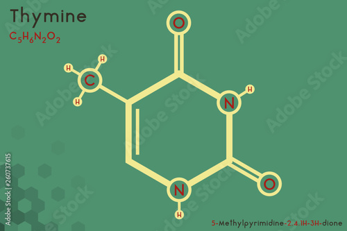 Large and detailed infographic of the molecule of Thymine.