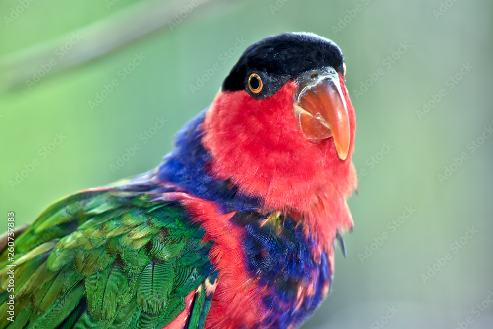 A close up of a black capped lory
