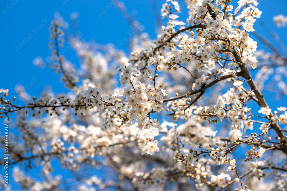 Branches of blossoming tree outdoors at spring. Branches of blossoming tree outdoors at spring.