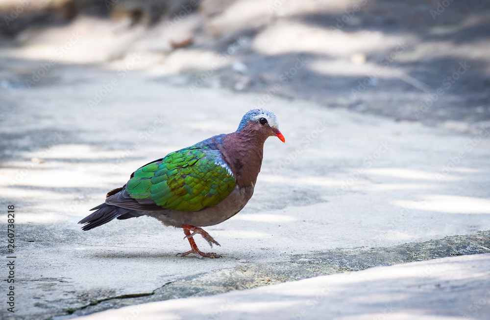 Common asian emerald bird dove green wing walking on floor Common asian emerald bird dove green wing walking on floor