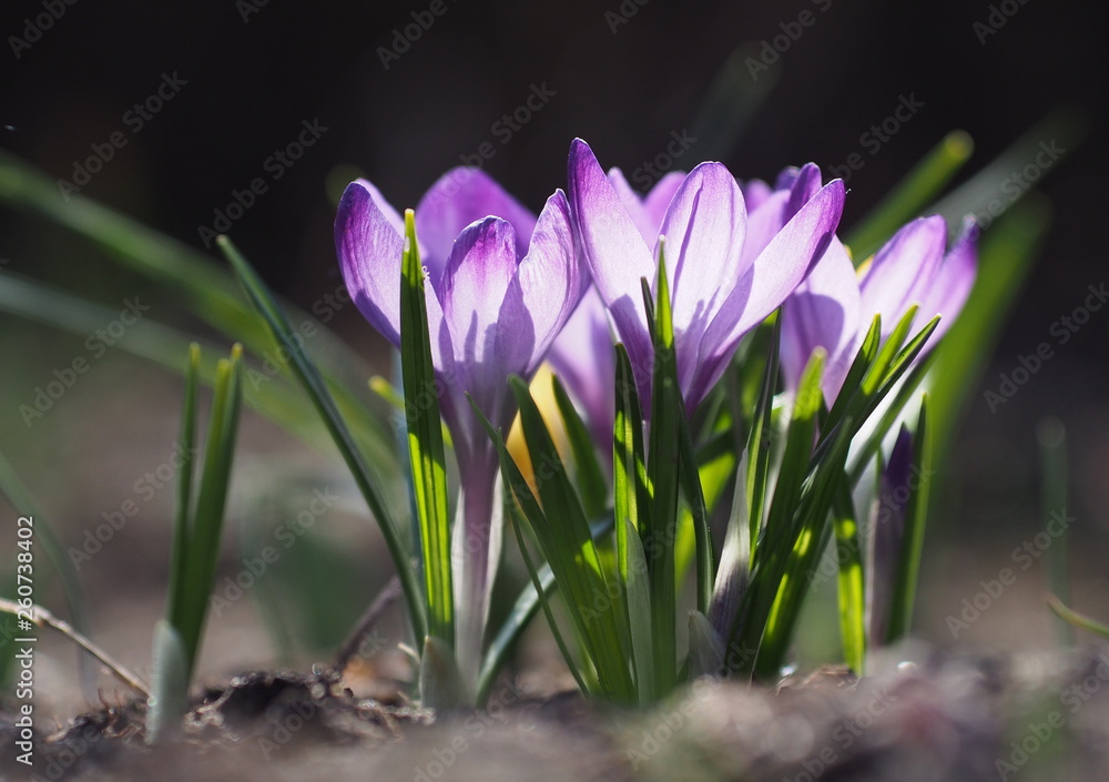 Blossoming of beautiful spring crocuses in a garden Blossoming of beautiful spring crocuses in a garden