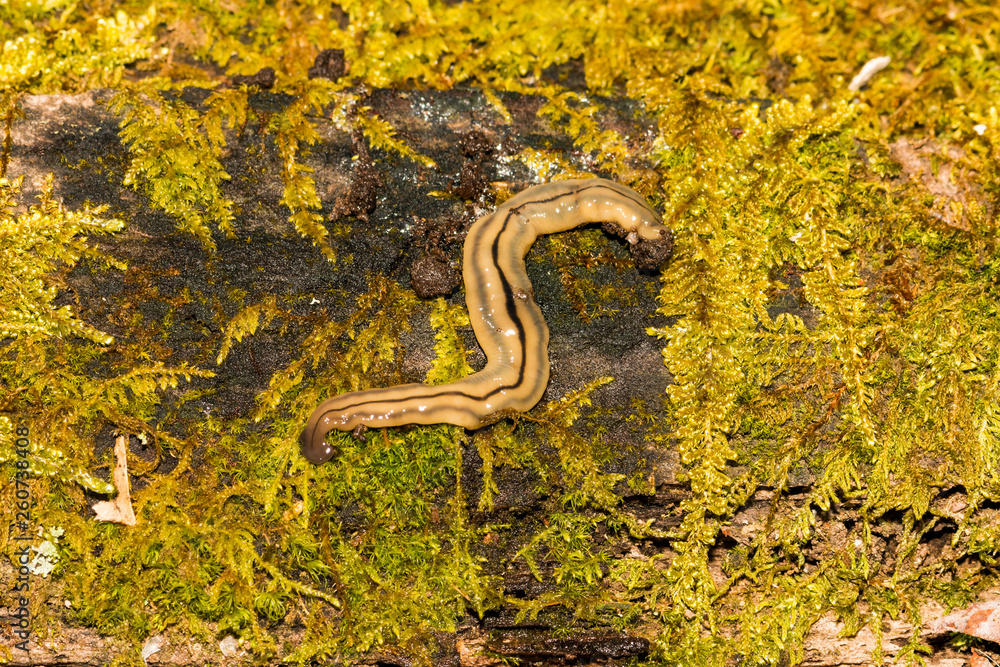 Hammerhead Flatworm (Bipalium kewense) Hammerhead Flatworm (Bipalium kewense)