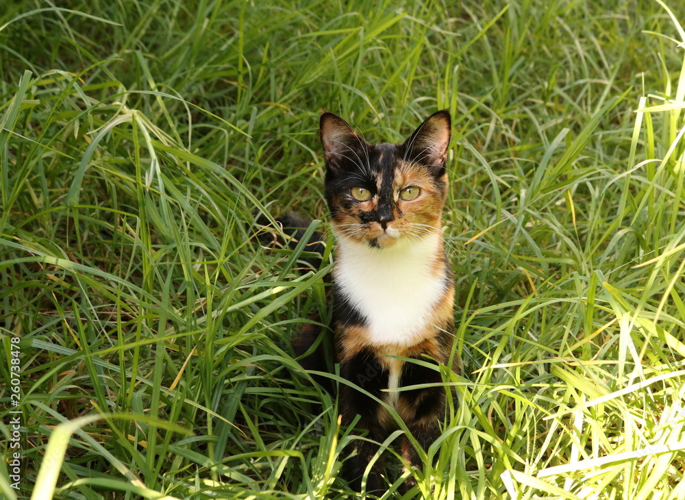 Beautiful young calico cat sitting in long green grass. Beautiful young calico cat sitting in long green grass.