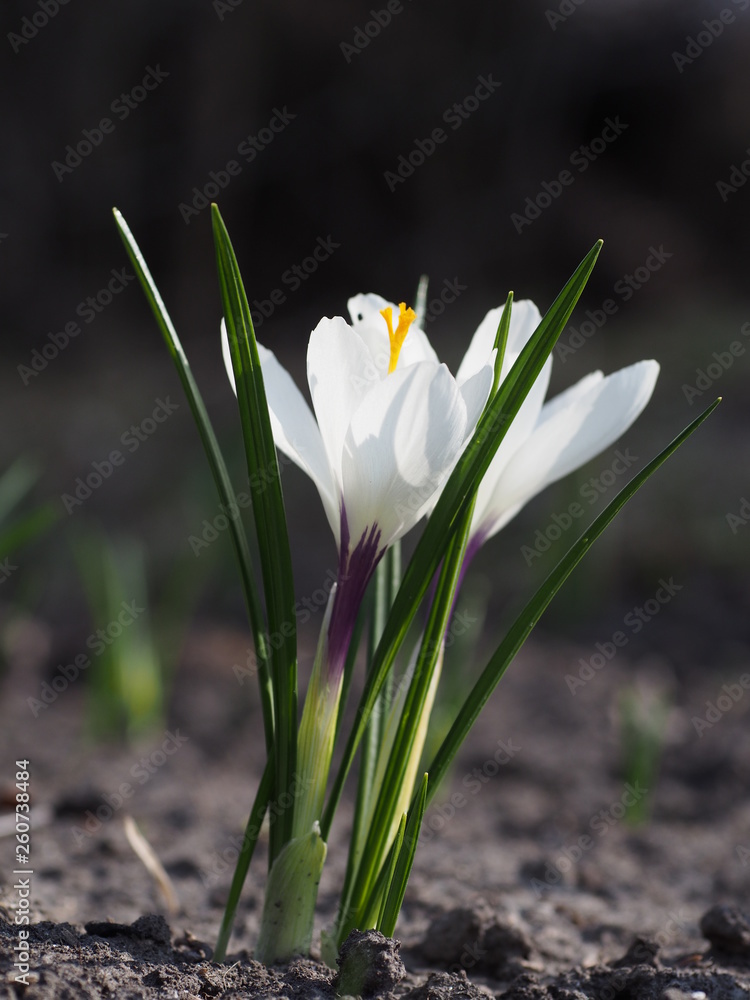 Fototapeta premium Blossoming of white spring large-flowered crocuses in a garden