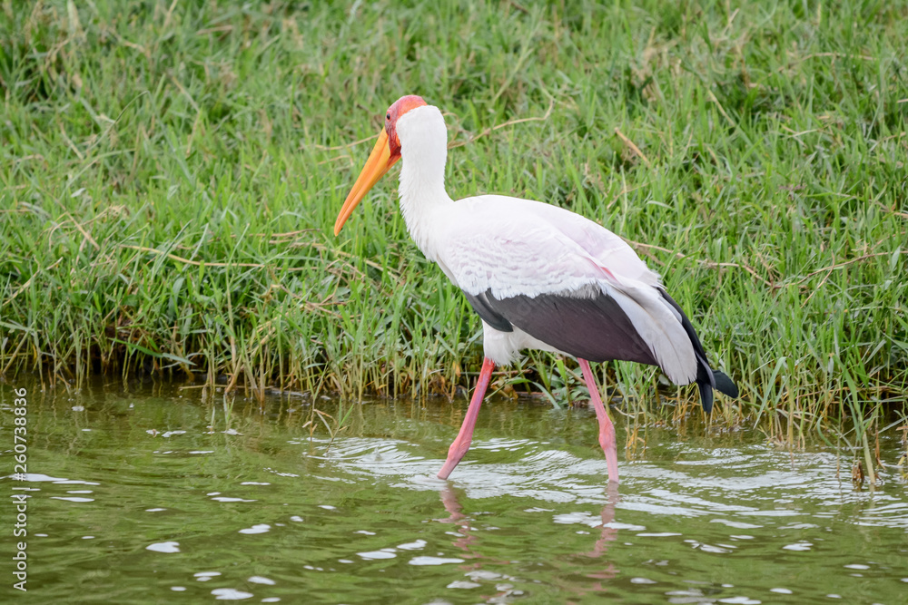 Fototapeta premium Bird stork in Uganda