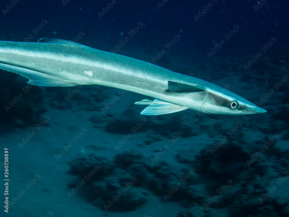 Fototapeta premium Sharksucker (Echeneis naucrates). Taking in Red Sea, Egypt.