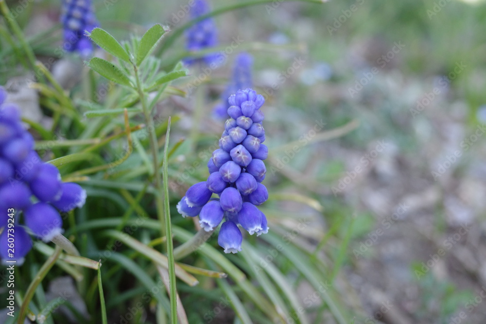 紫の花 紫の花