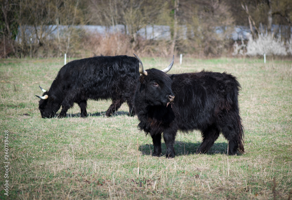 Scottish highland cattle in the mountains - A  black Scottish Highland cattle with large horns